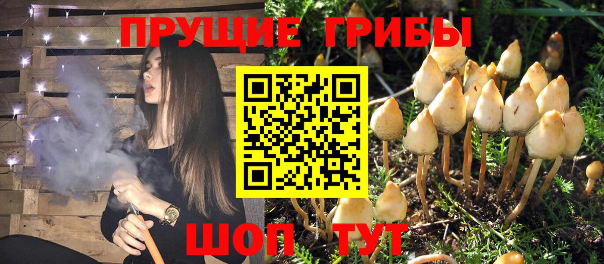Галлюциногенные грибы GOLDEN TEACHER Балтийск